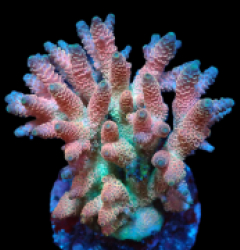 Acropora hyacinthus (Red Planet) (M) o 371