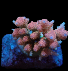 Acropora hyacinthus (Ultra) (M) f 046
