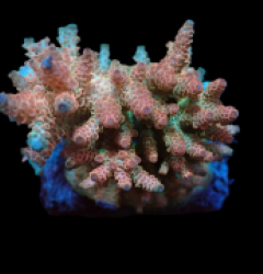 Acropora hyacinthus (Ultra) (M) f 175
