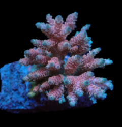 Acropora hyacinthus (Ultra) (M) f 182