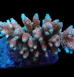 Acropora hyacinthus (Ultra) (M) f 213