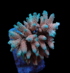 Acropora hyacinthus (Ultra) (M) f 297