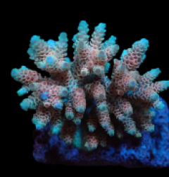 Acropora hyacinthus (Ultra) (M) f A24