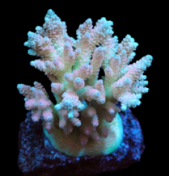 Acropora hyacinthus (Ultra) (M) o 155