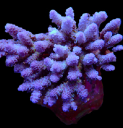 Acropora kenti (Aussie tenuis) (Ultra Blue) (XL) o 002