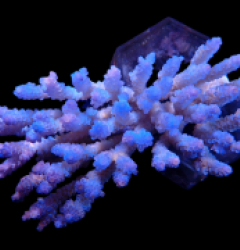 Acropora kenti (Aussie tenuis) (Ultra Blue) (XL) o 067
