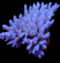 Acropora kenti (Aussie tenuis) (Ultra Blue) (XXL) o 193