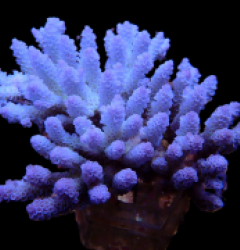 Acropora kenti (Aussie tenuis) (Ultra Blue) (XXL) o 644