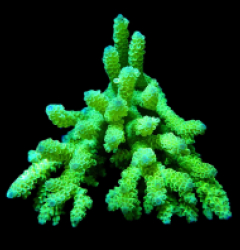 Acropora kenti (Coral Sea) (Yellow-Green) (XL) o 244