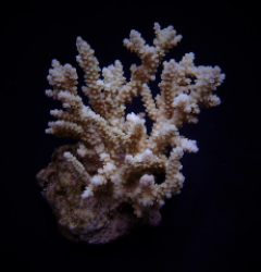 Acropora kimbeensis