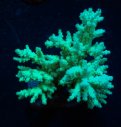 Acropora kimbeensis (Minty Green) f 316
