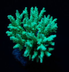 Acropora kimbeensis (Minty Green) f 324