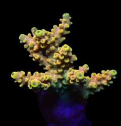 Acropora latistella (Bali Shortcake) (DJM frag) o 084