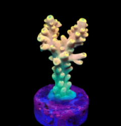 Acropora latistella (Bali Shortcake) (DJM frag) o 214