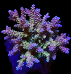 Acropora latistella (Coral Sea) (Ultra) (L) o 513