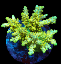 Acropora latistella (Pikachu) (M) f 063