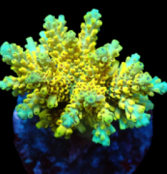 Acropora latistella (Pikachu) (M) f 079