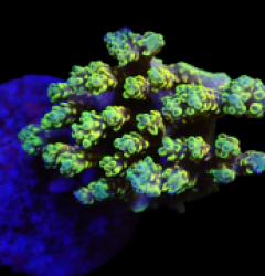 Acropora latistella (Pikachu) (M) f 125