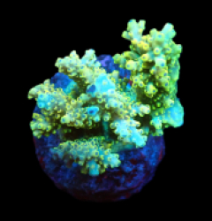Acropora latistella (Pikachu) (M) f 229