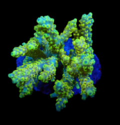 Acropora latistella (Pikachu) (M) f 393