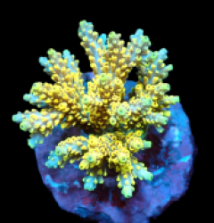 Acropora latistella (Pikachu) (M) f 643
