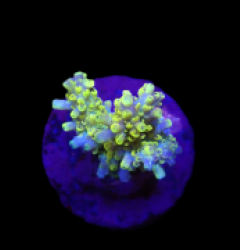 Acropora latistella (Pikachu) (S) f 020