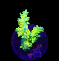 Acropora latistella (Pikachu) (S) f 078