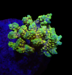 Acropora latistella (Pikachu) (S) f 122