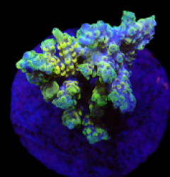 Acropora latistella (Pikachu) (S) f 203