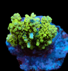 Acropora latistella (Pikachu) (S) f 325