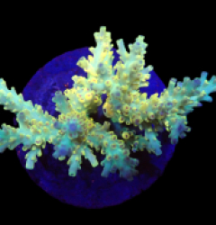 Acropora latistella (Pikachu) (S) f 390
