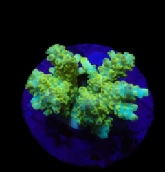 Acropora latistella (Pikachu) (S) f 622