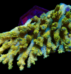 Acropora latistella (Pikachu) (XL) o 620