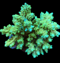 Acropora latistella (Premium) (M) f 137