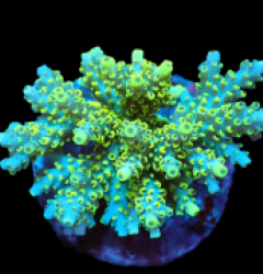 Acropora latistella (Special Selected) (M) f 099