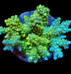 Acropora latistella (Special Selected) (M) f 623