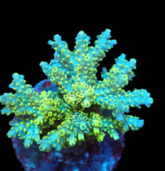 Acropora latistella (Spepcial Selected) (M) f 082