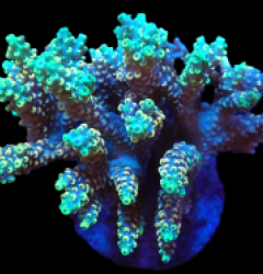Acropora latistella (Ultra) (L) f 398