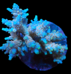 Acropora latistella (Ultra) (M) f 370