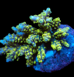 Acropora latistella (Wolverine) (M) f 245