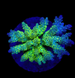 Acropora latistella (Wolverine) (M) f 377