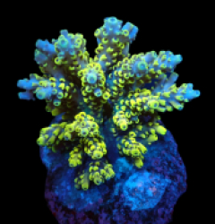 Acropora latistella (Wolverine) (M) f 639