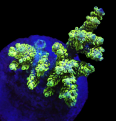 Acropora latistella (Wolverine) (M) o 028