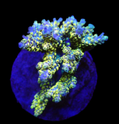 Acropora latistella (Wolverine) (M) o 366