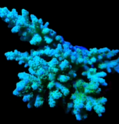 Acropora loripes (Blue-Yellow Polyp) (Coral Sea) (XXL) o 356
