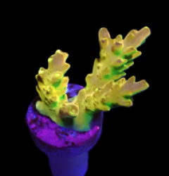 Acropora loripes (Golden Jawdropper) (DJM Grown) o 050