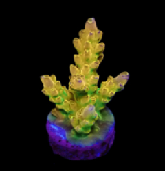 Acropora loripes (Golden Jawdropper) (DJM Grown) o 290