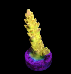 Acropora loripes (Golden Jawdropper) (DJM Grown) o 504