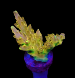 Acropora loripes (Golden Jawdropper) (DJM Grown) o 658