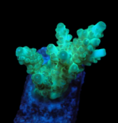 Acropora loripes (Green) (Premium) (S) f 142